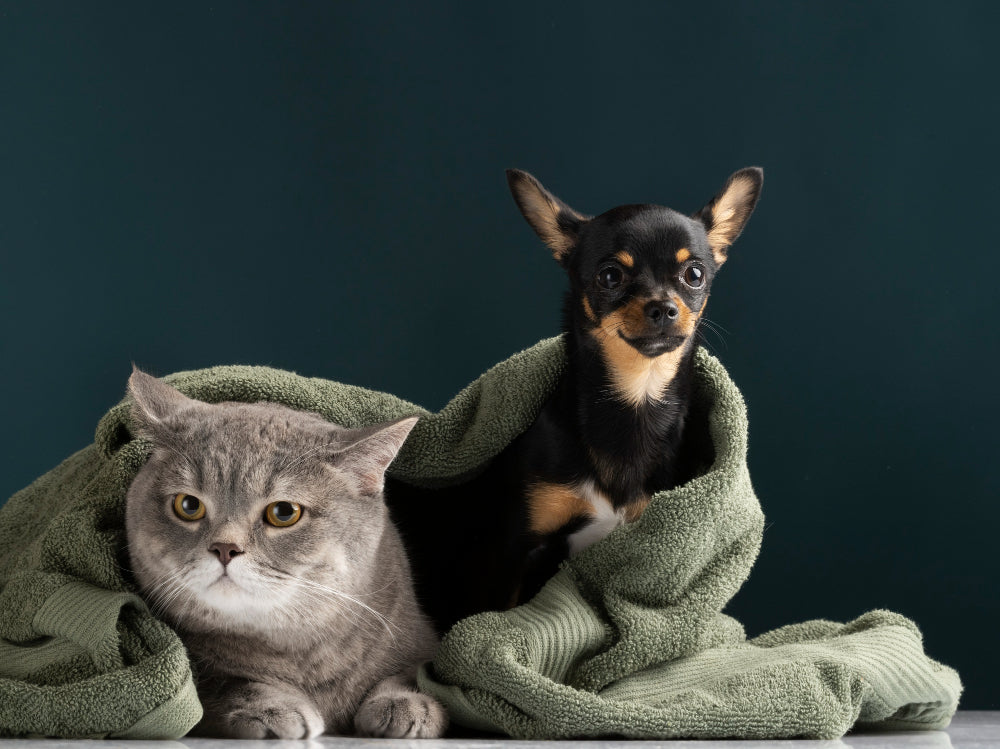 Monsoon Skin Issues in Pets And How to Handle Them Naturally
