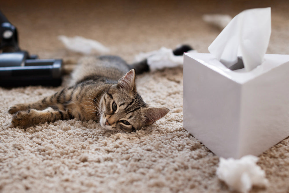 Why Is My Cat Vomiting? Causes, Care, and When to See a Vet