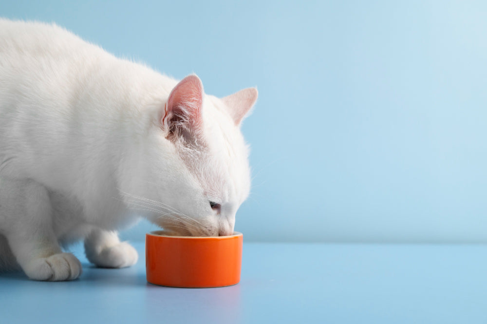 Can Cats Eat Fruit? Here’s What You Can (Safely) Share