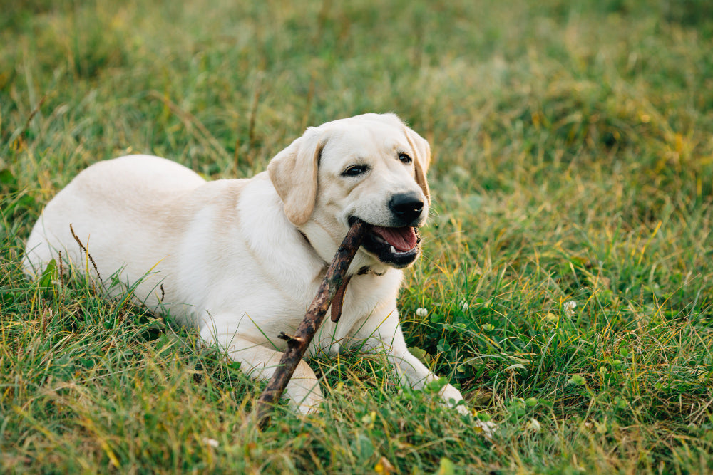 Labrador Retriever Care Guide: All You Need to Know About Raising a Happy Lab