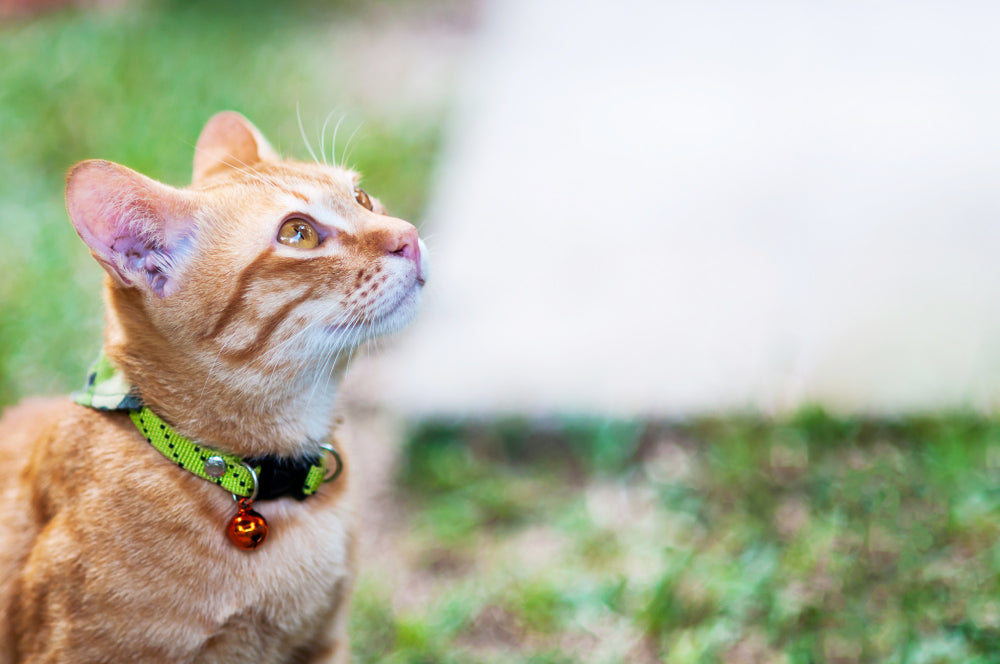 From Scratches to Snuggles: Your Cat’s Daily Care Routine