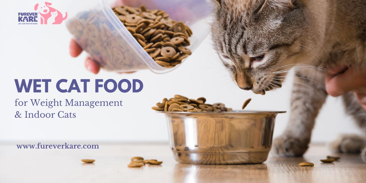 Best Wet Cat Food for Weight Management & Indoor Cats  Furever Kare