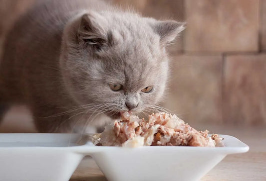 Fish and Oatmeal Cat Food