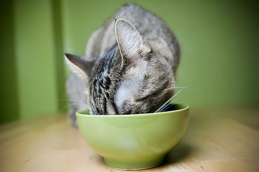 Paneer and Spinach Cat Food