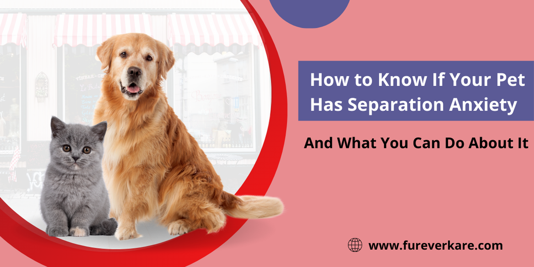 Pet Separation Anxiety