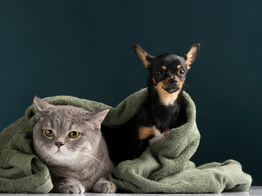 Monsoon Skin Issues in Pets And How to Handle Them Naturally