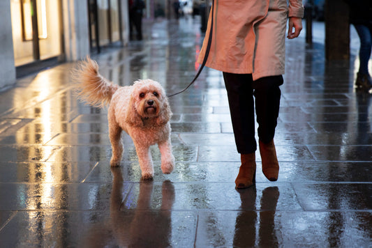 Rainy Day, Happy Tails: How to Keep Your Pet Dry, Safe & Stylish