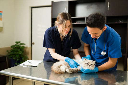 How to Make Vet Visits Less Stressful for Your Pet