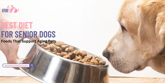 Best Diet for Senior Dogs