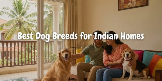 Best Dog Breeds for Indian Homes