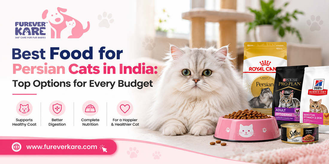 food for persian cat