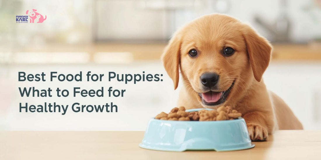 Best Food for Puppies