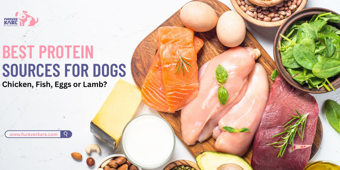 Best Protein Sources for Dogs