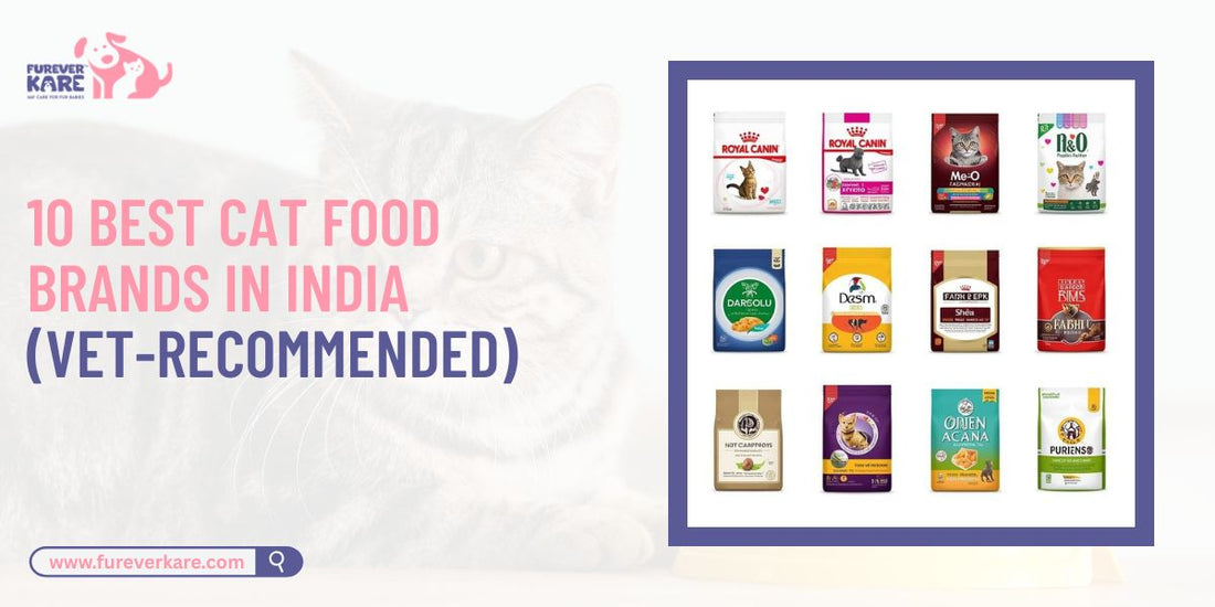 10 Best Cat Food Brands in India