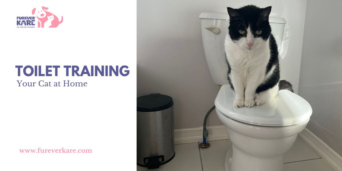 Toilet Training