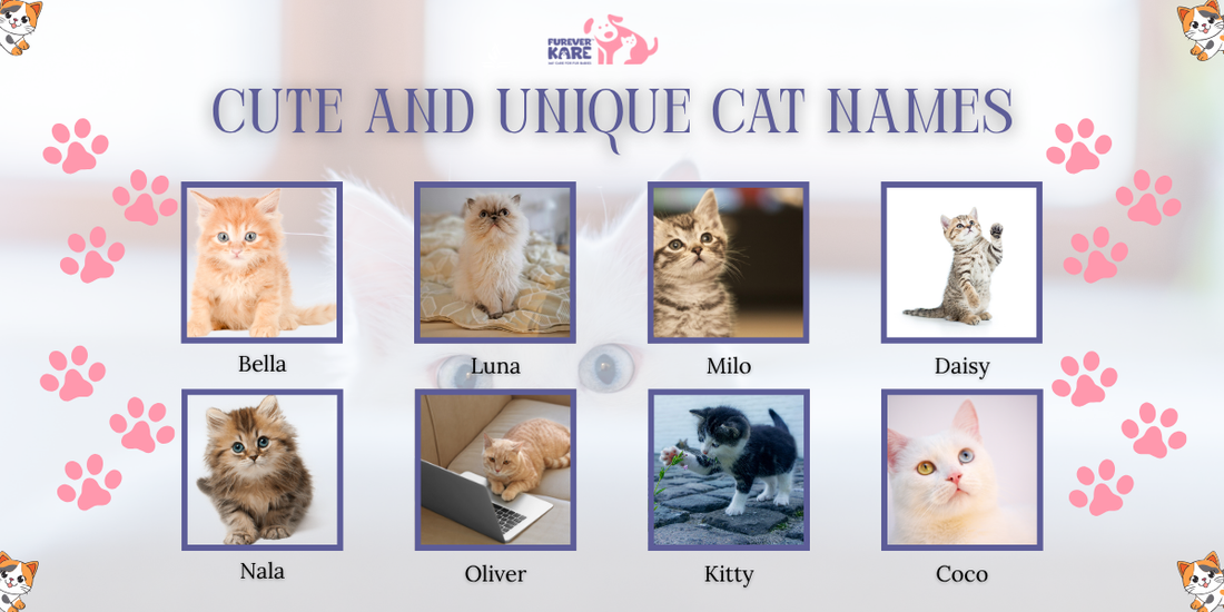 Cute and Unique Cat Names