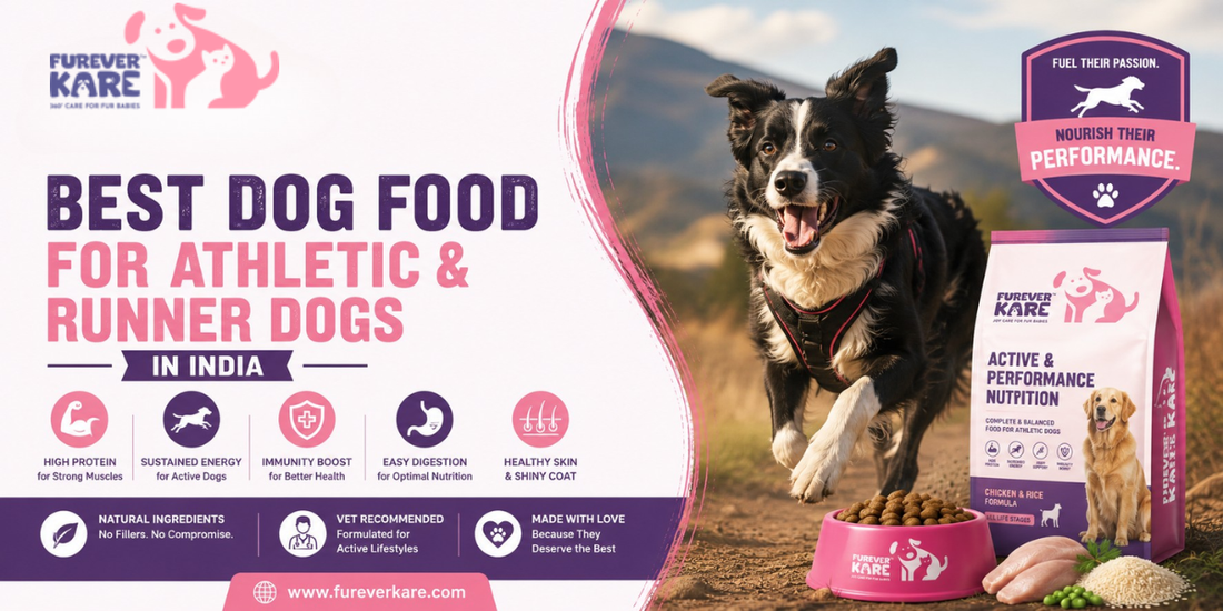 Dog Food for Athletic