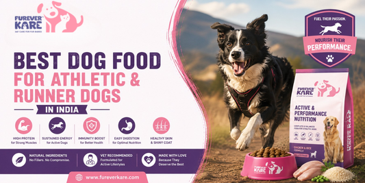 Dog Food for Athletic