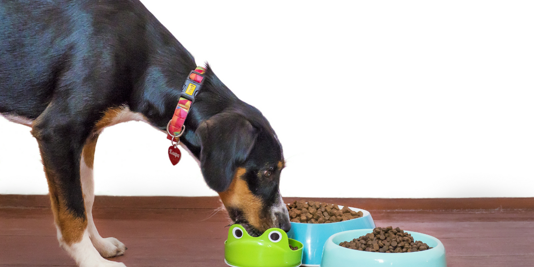 High-Fiber Foods for Dogs