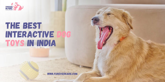 Interactive Dog Toys in India