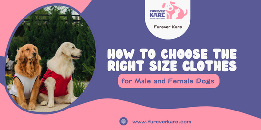 Male and Female Dog Clothes​