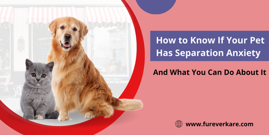 Pet Separation Anxiety