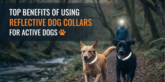 Reflective Dog Collars