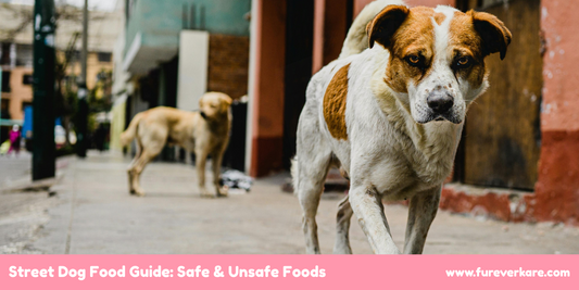 Street Dog Food