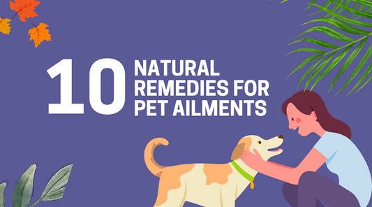 Natural Remedies for Common Pet Ailments: How to Use Ginger, Turmeric, and More