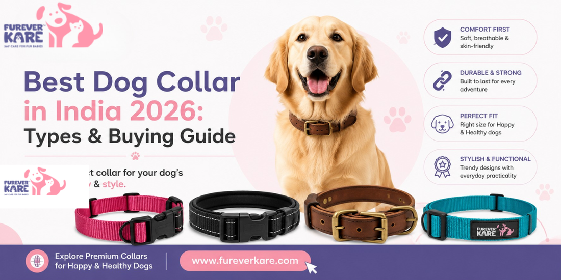 dog collar india
