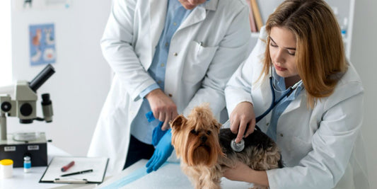 Free Vet Consultation Online