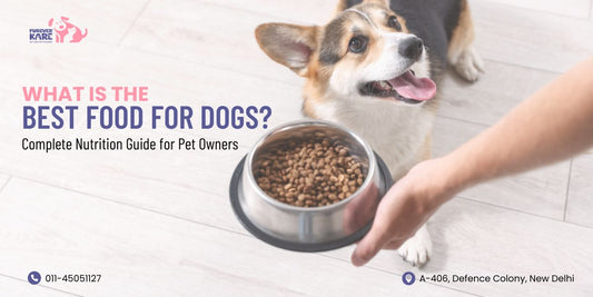 What Is the Best Food for Dogs