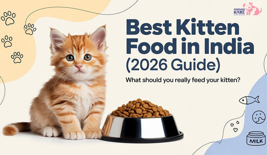 Best Kitten Food in India (2026 Guide): What Should You Really Feed Your Kitten?