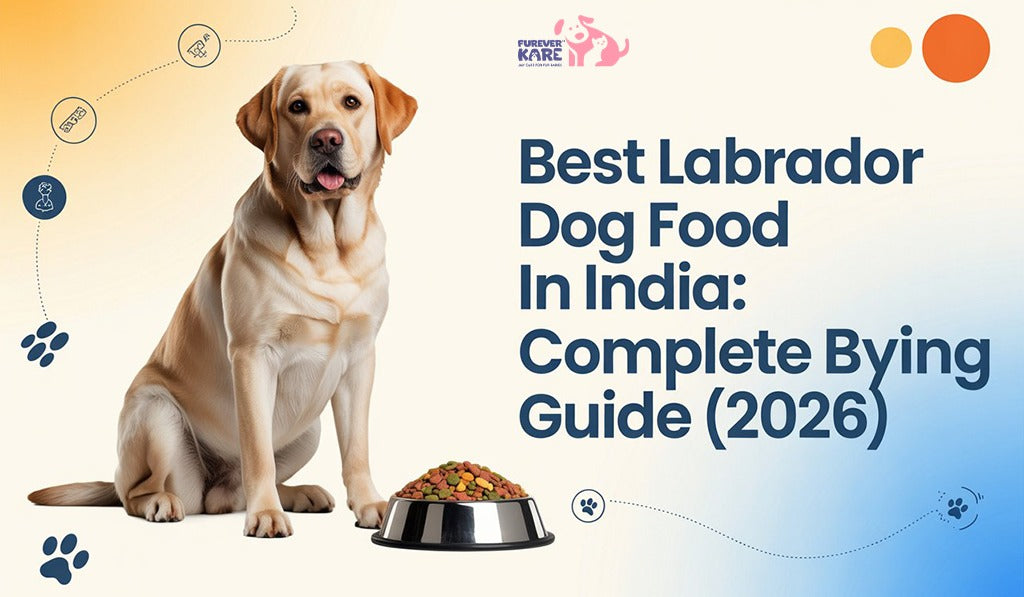 Best Rottweiler Dog Food in India: Complete Feeding Guide (2026)