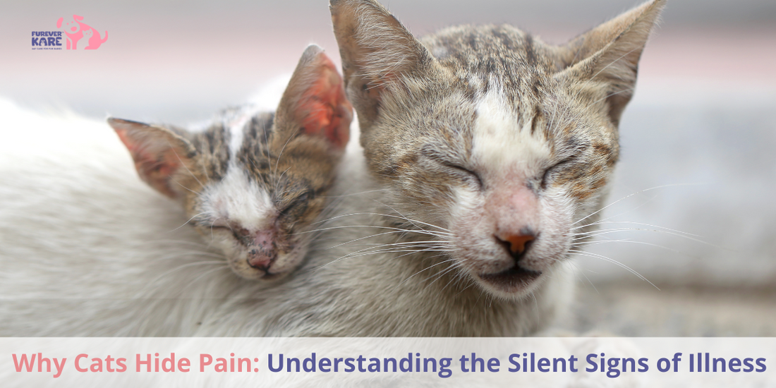 Why Cats Hide Pain