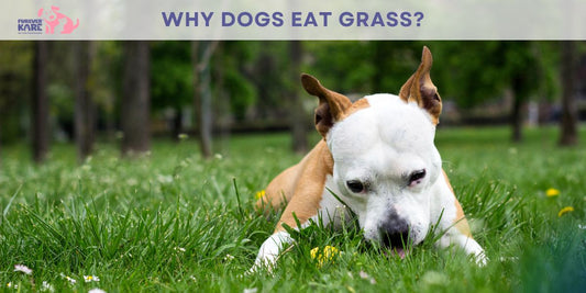 why dogs eat grass