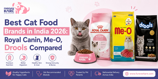 best cat food brands in india