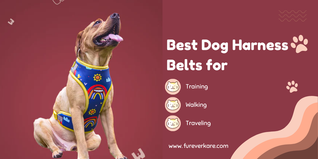 Best Dog Harness Belts