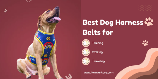 Best Dog Harness Belts