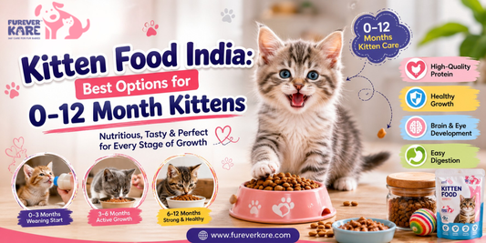 kitten food india