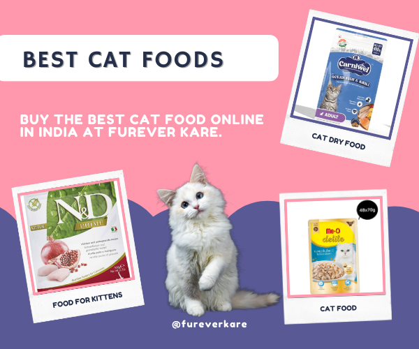 Best Cat Food Online in India