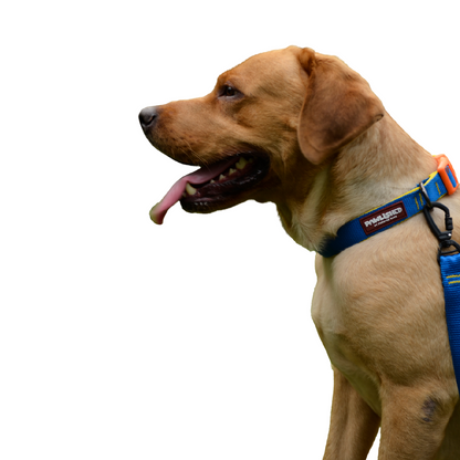 PAWLISHED Pup Straps - Blue Bay Padded Collars