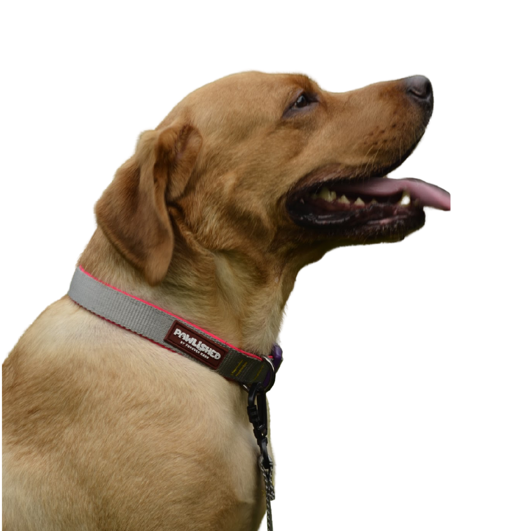 PAWLISHED Pup Straps - Grey Mist Padded Collars