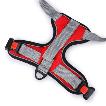 Basil Full Harness