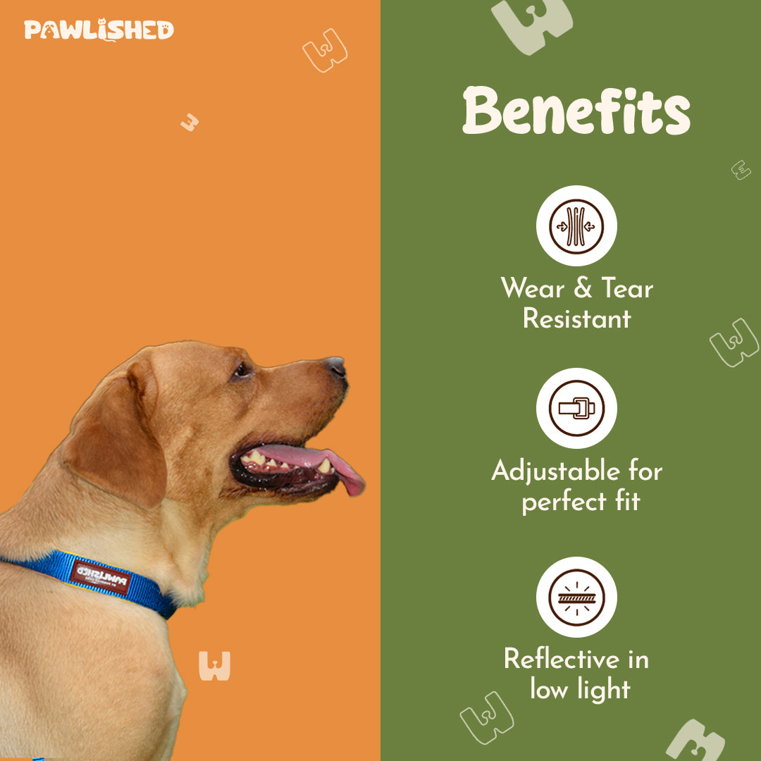 PAWLISHED Pup Straps - Blue Bay Padded Collars