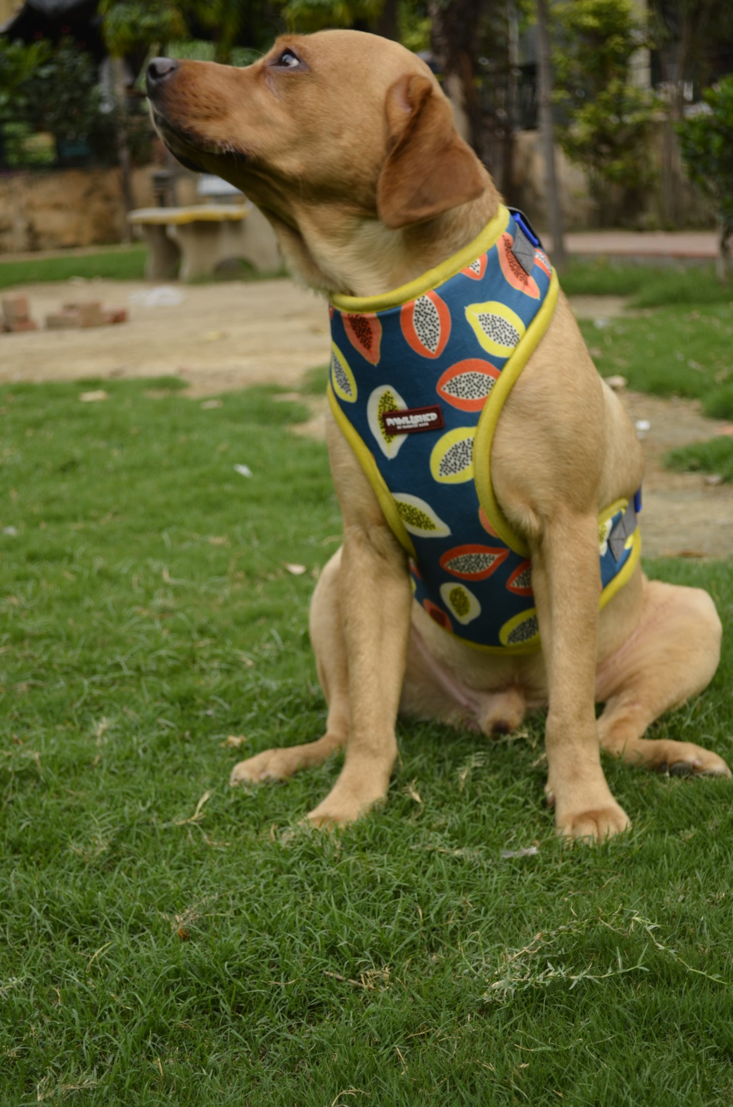 PAWLISHED Embrace - Midnight Maze Padded Harnesses