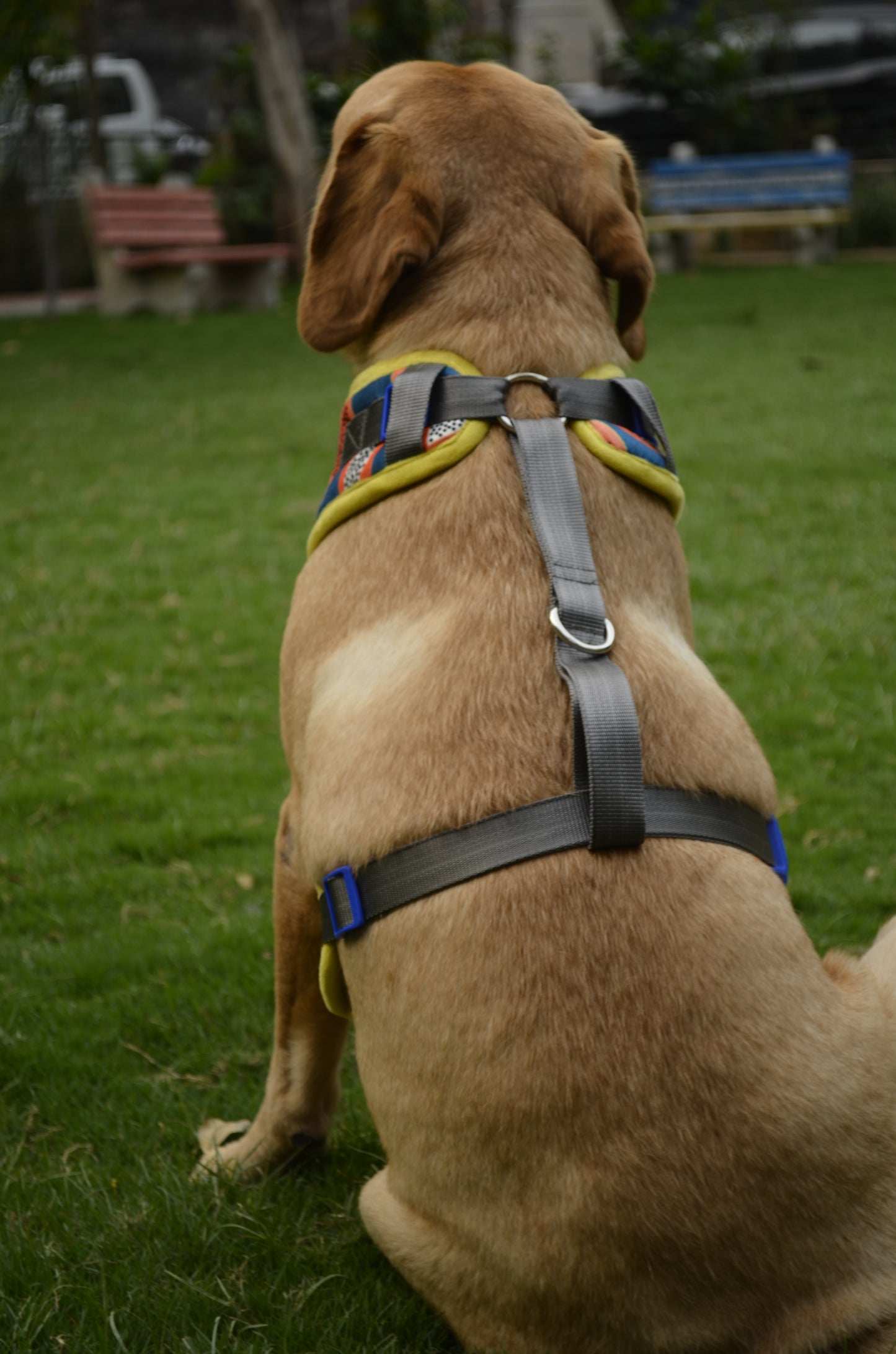 PAWLISHED Embrace - Midnight Maze Padded Harnesses