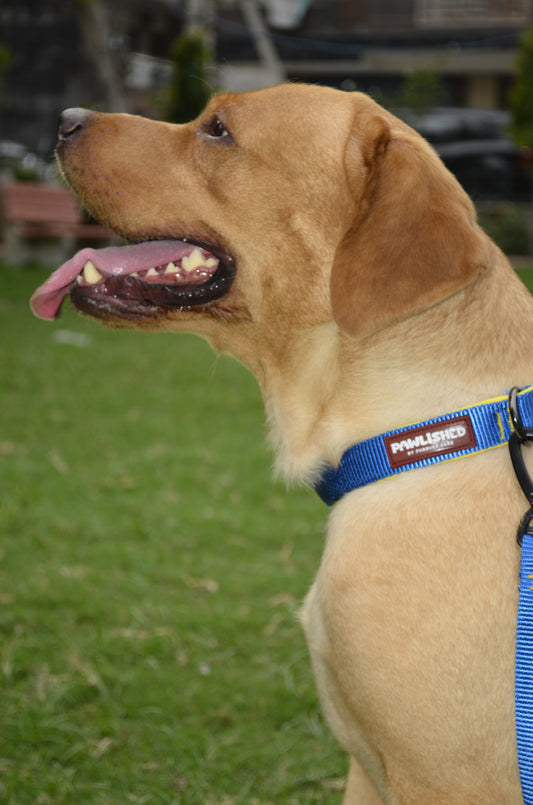 PAWLISHED Pup Straps - Blue Bay Padded Collars