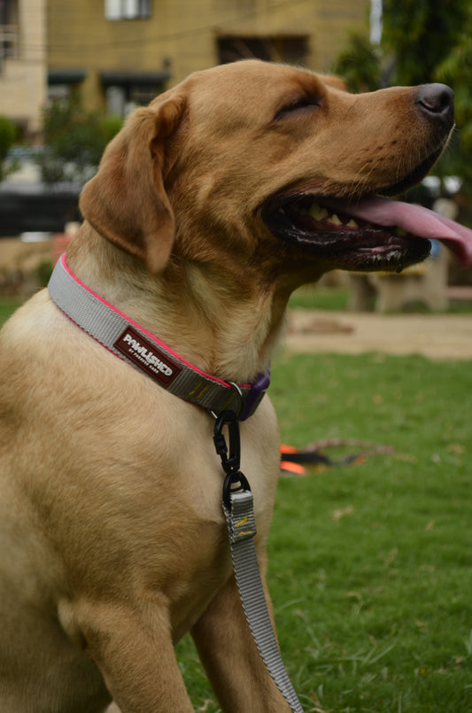 PAWLISHED Pup Straps - Grey Mist Padded Collars