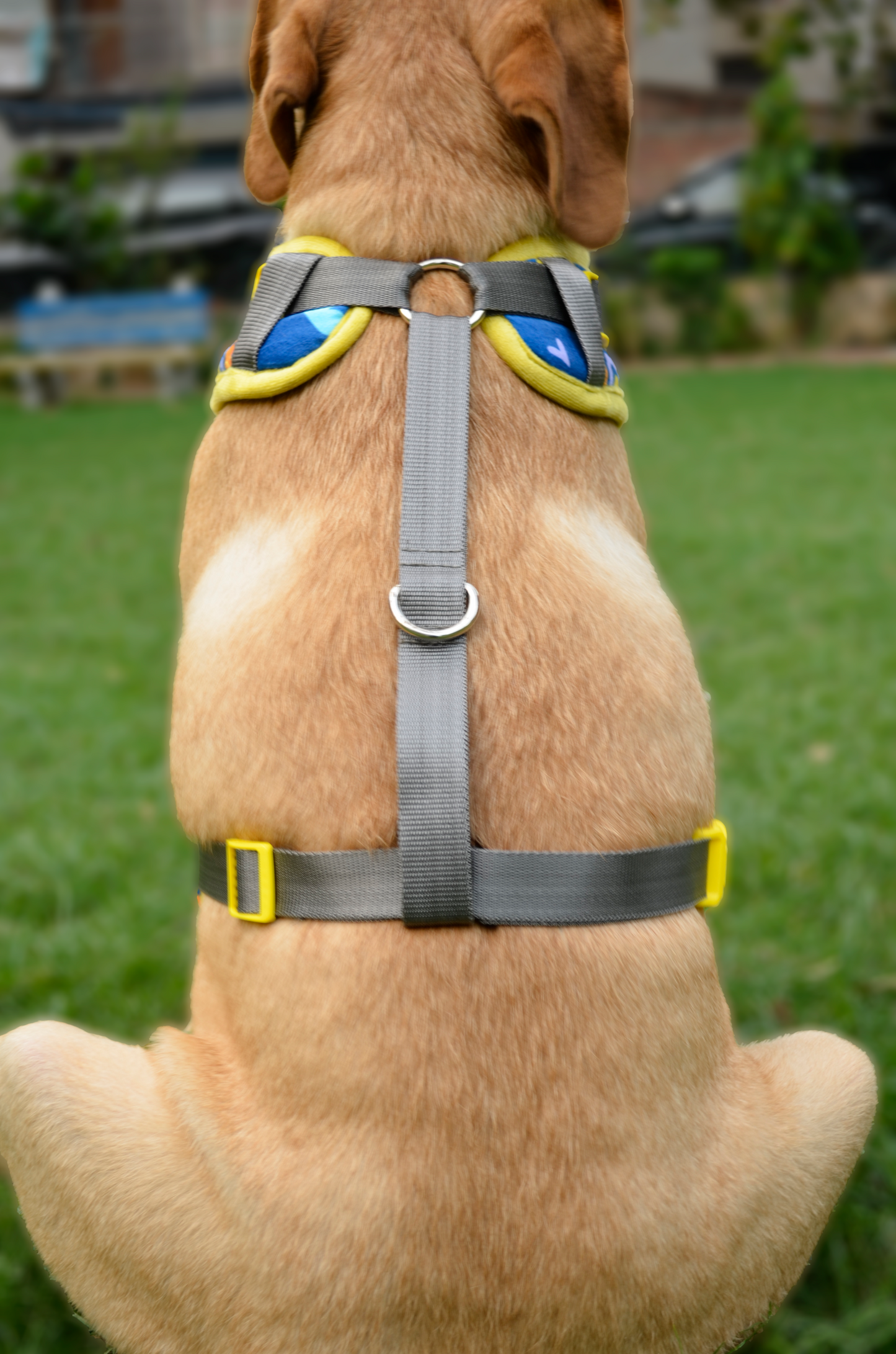 PAWLISHED Embrace - Rainbow Romp Padded Harnesses